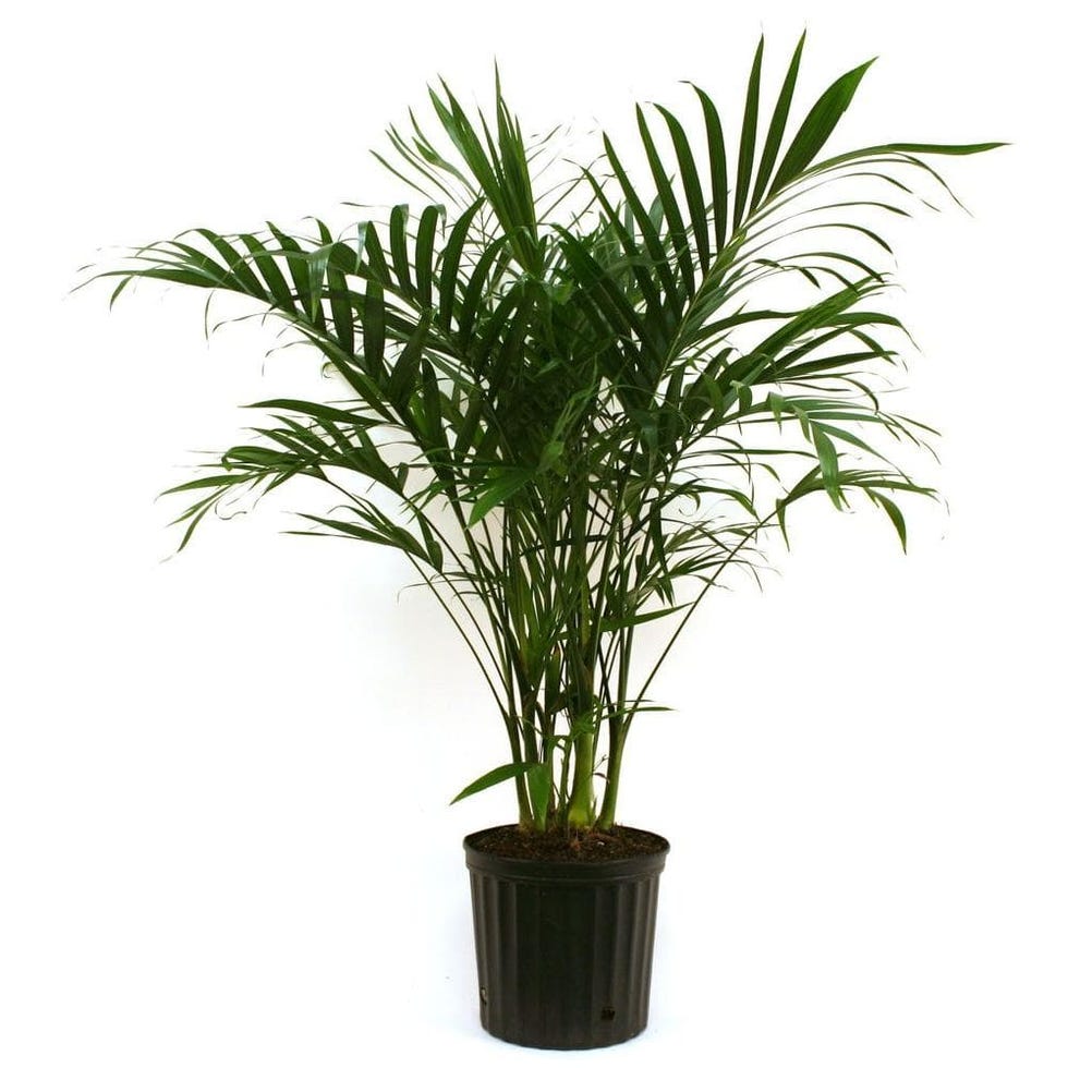 Parlor Palm Parlor Palm