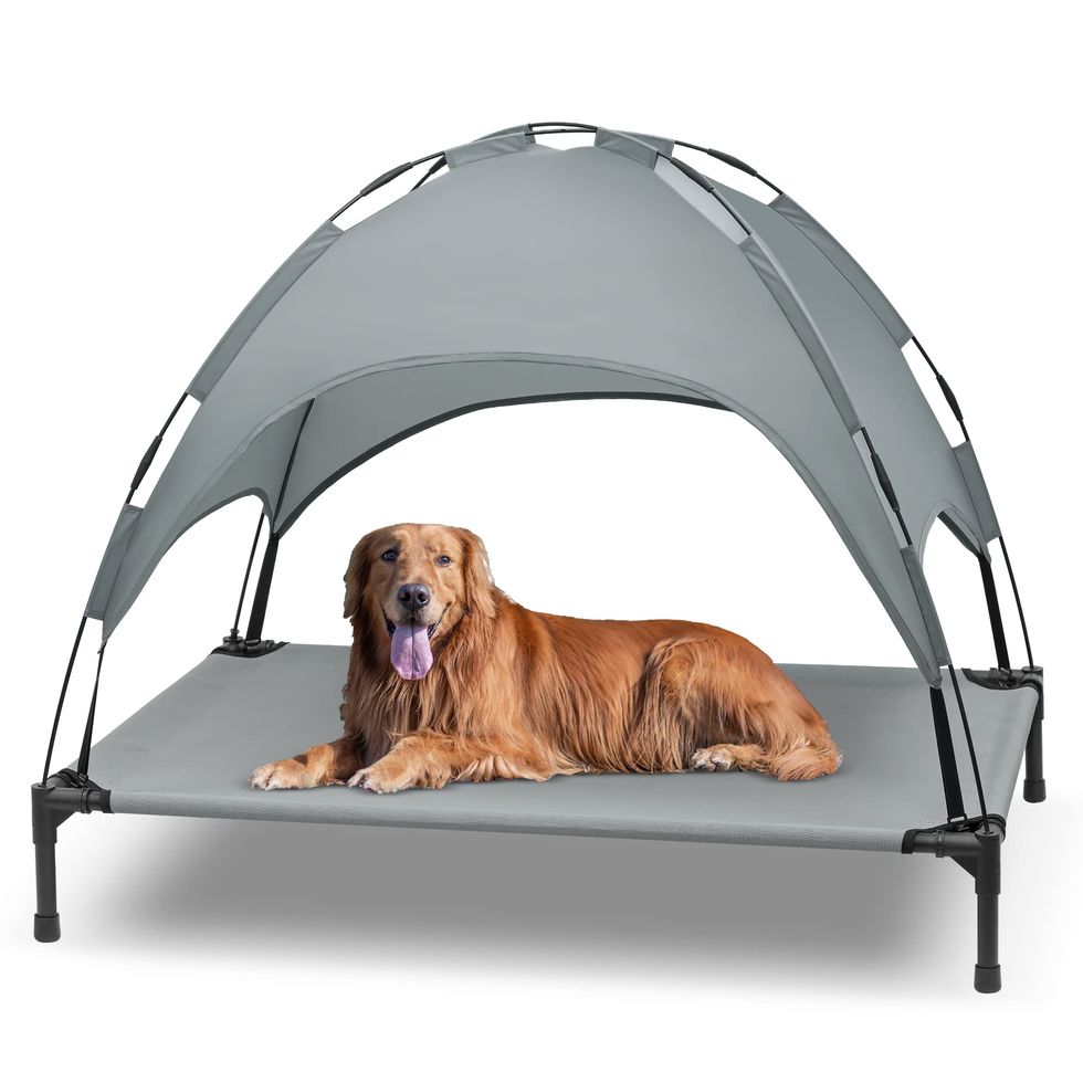 Elevated Dog Bed With Canopy