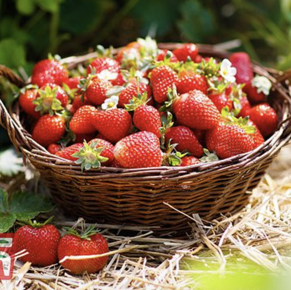 Strawberry 'Honeoye' (Early Season) 