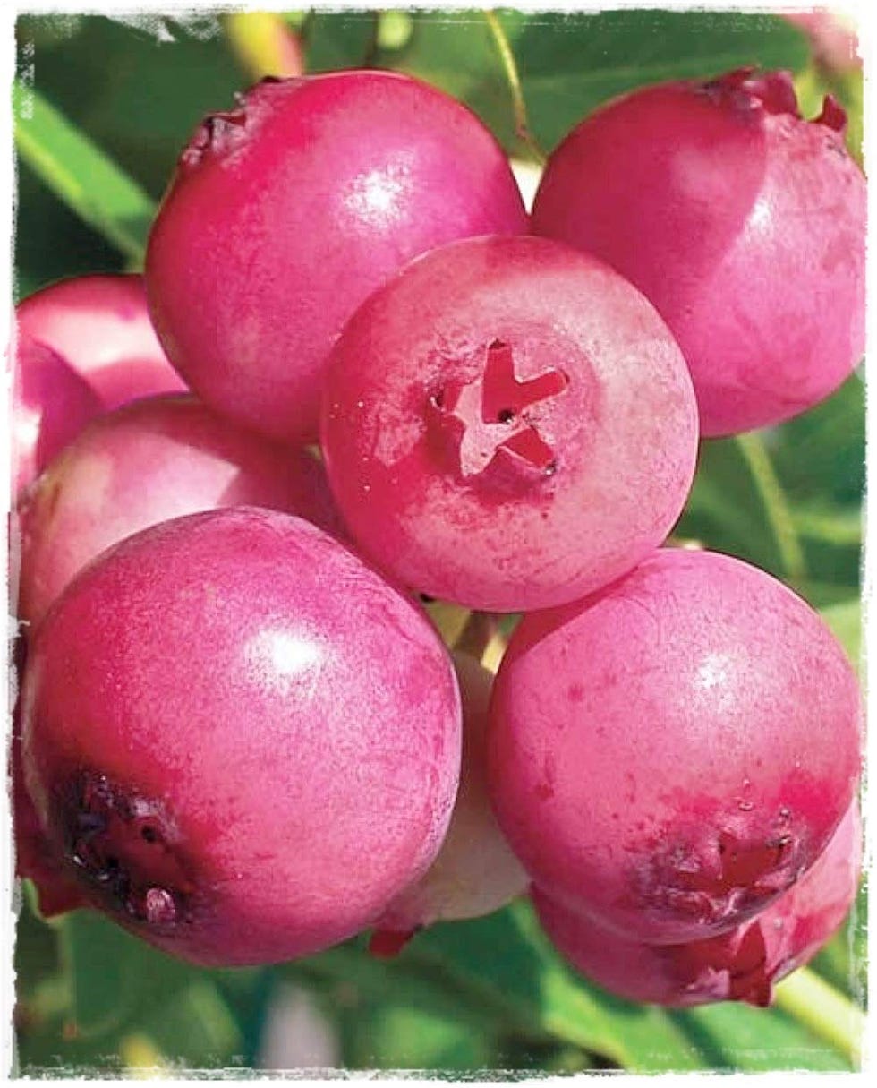 Planta de arándanos rosa Pink Lemonade