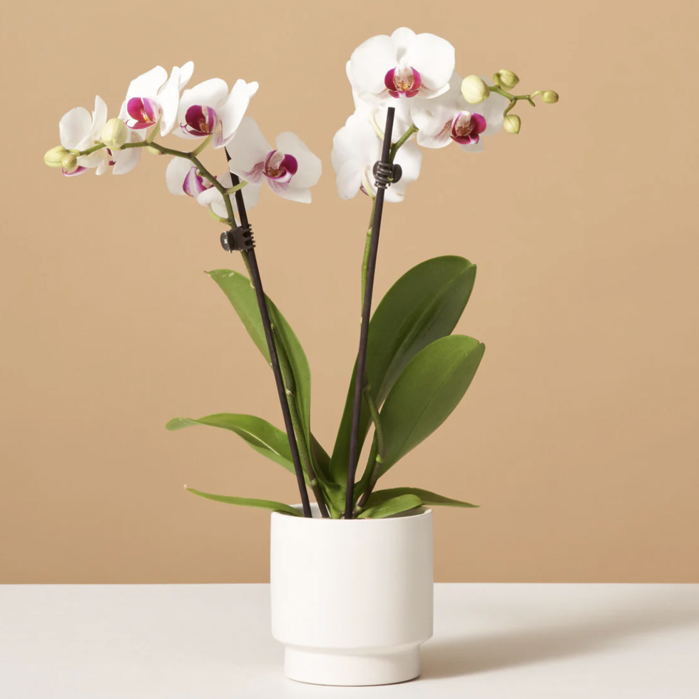 Petite White Orchid