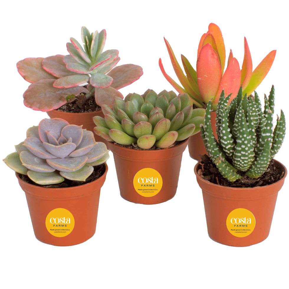 Mini Succulents Collection, 5-pack