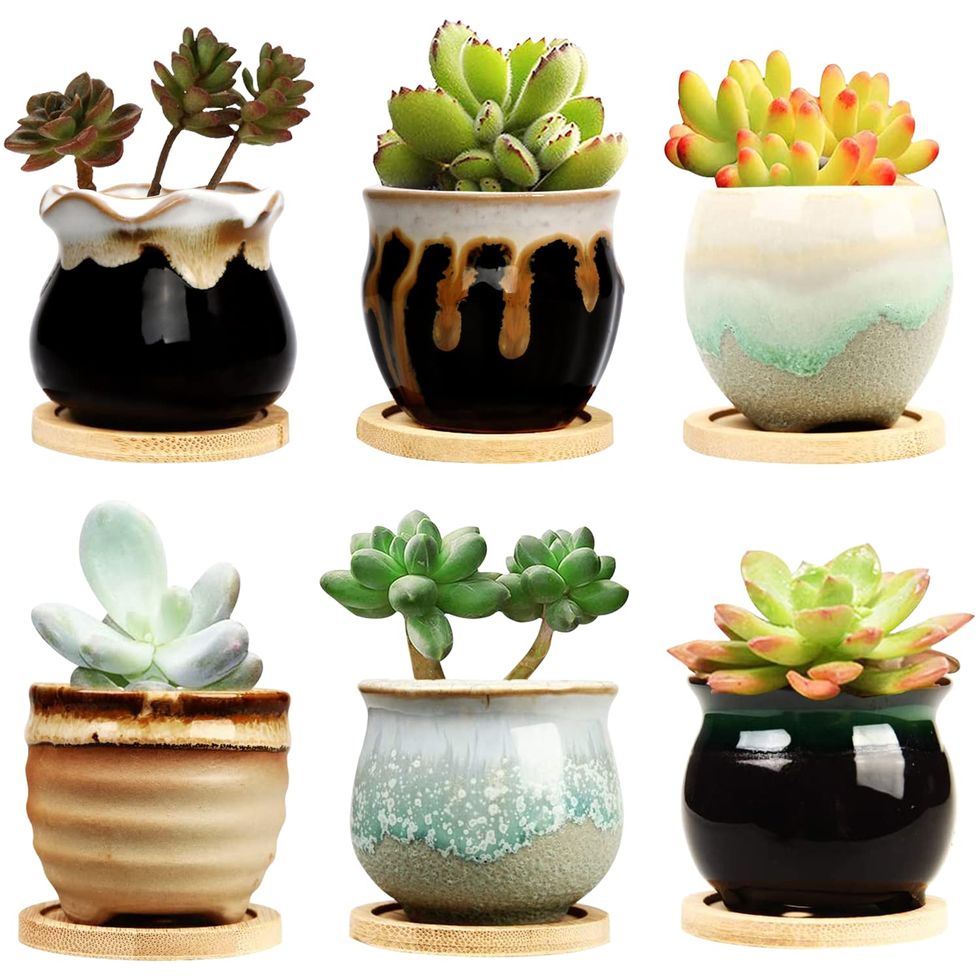 Mini Succulent Pots with Saucers, set of 6