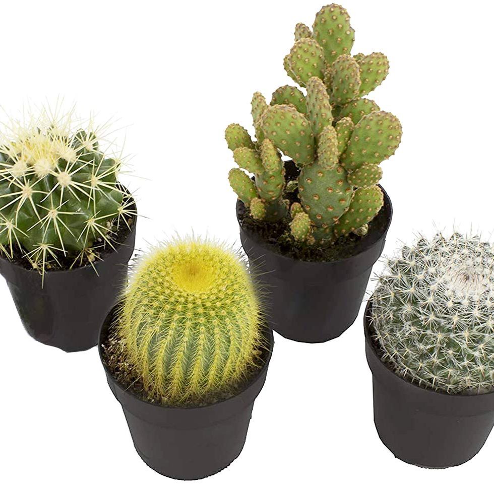 Cactus Plants, 4-pack