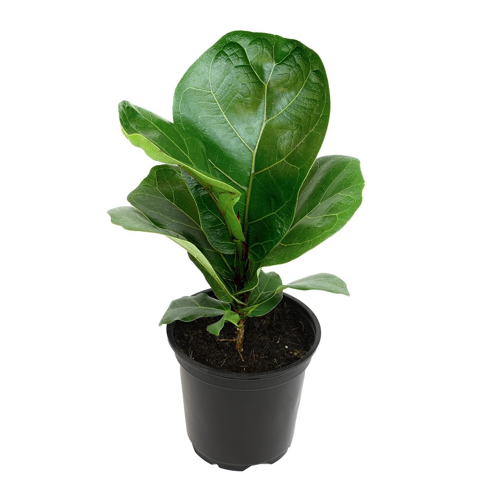 30 Best Plants to Buy on Amazon - Amazon Indoor Plants