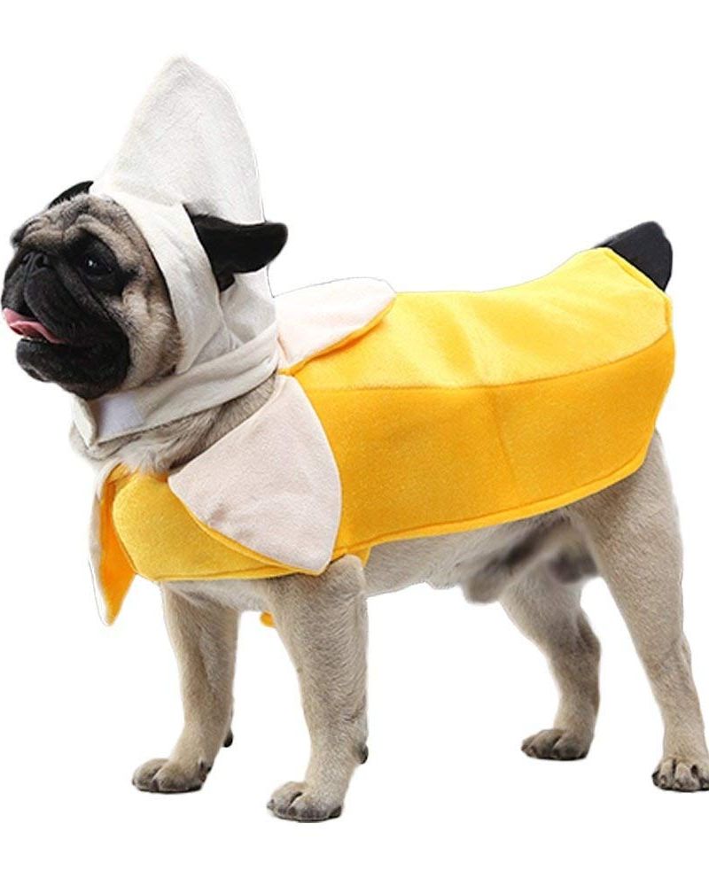 11 Funny Dog Costumes Anyone Can Make at Home!