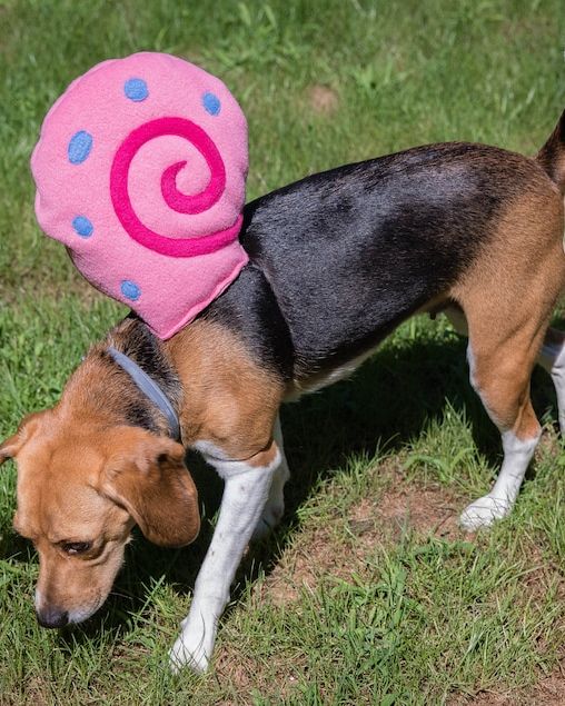 50+ Modern Dog Costume Ideas and Examples For Halloween 2023