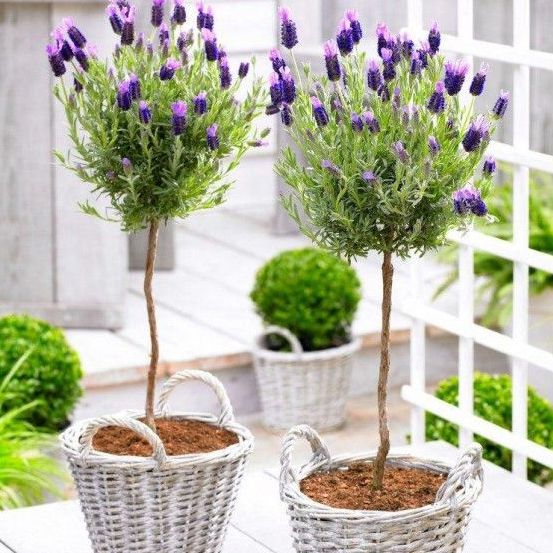 Pair of Beautiful French Lavender Trees
