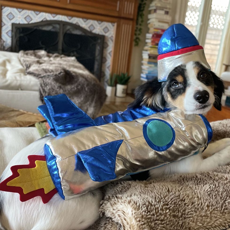 Rocket Ship Dog & Cat Costume