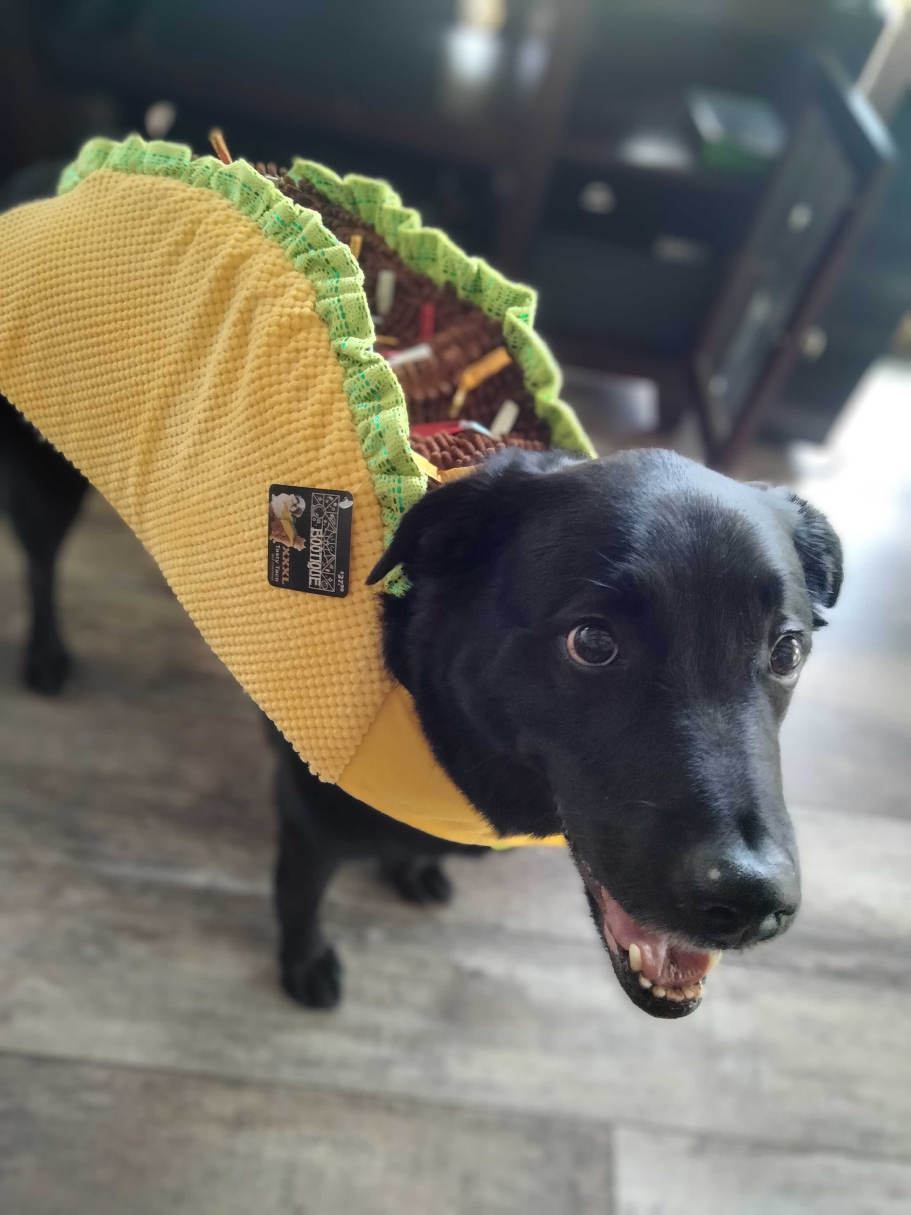 Unique shop dog costume