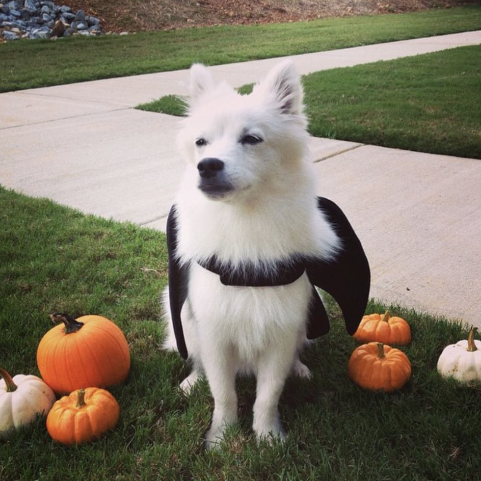 6 DIY pet costumes that will win Halloween