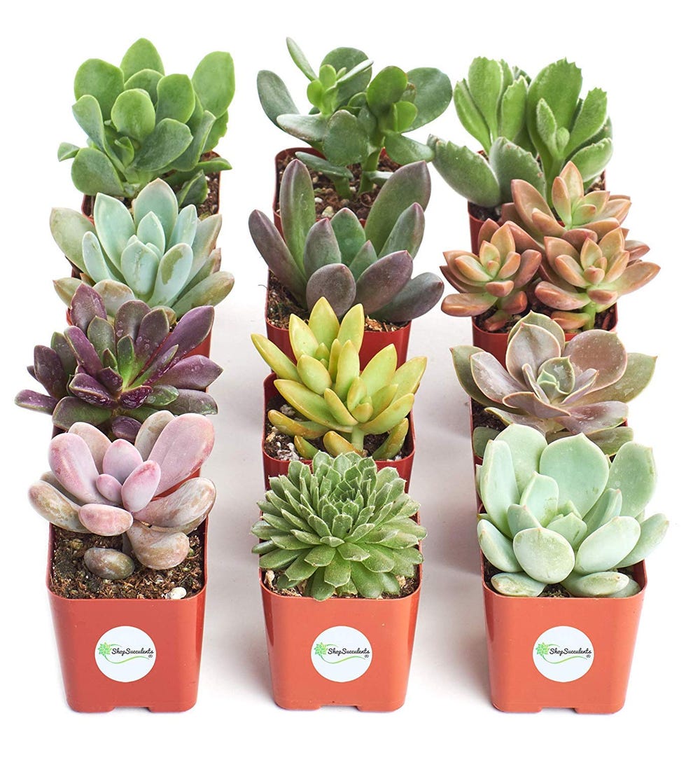 Variety 12-Pack of Mini Succulents