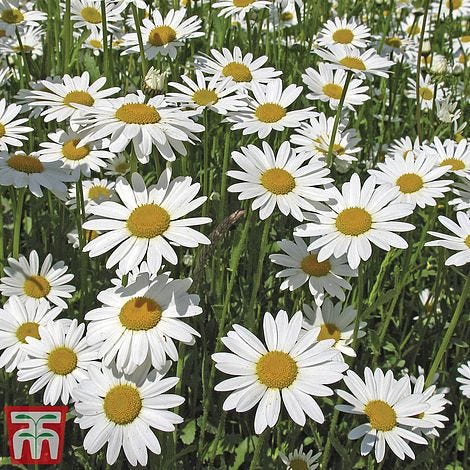 Ox-Eye Daisy - Seeds