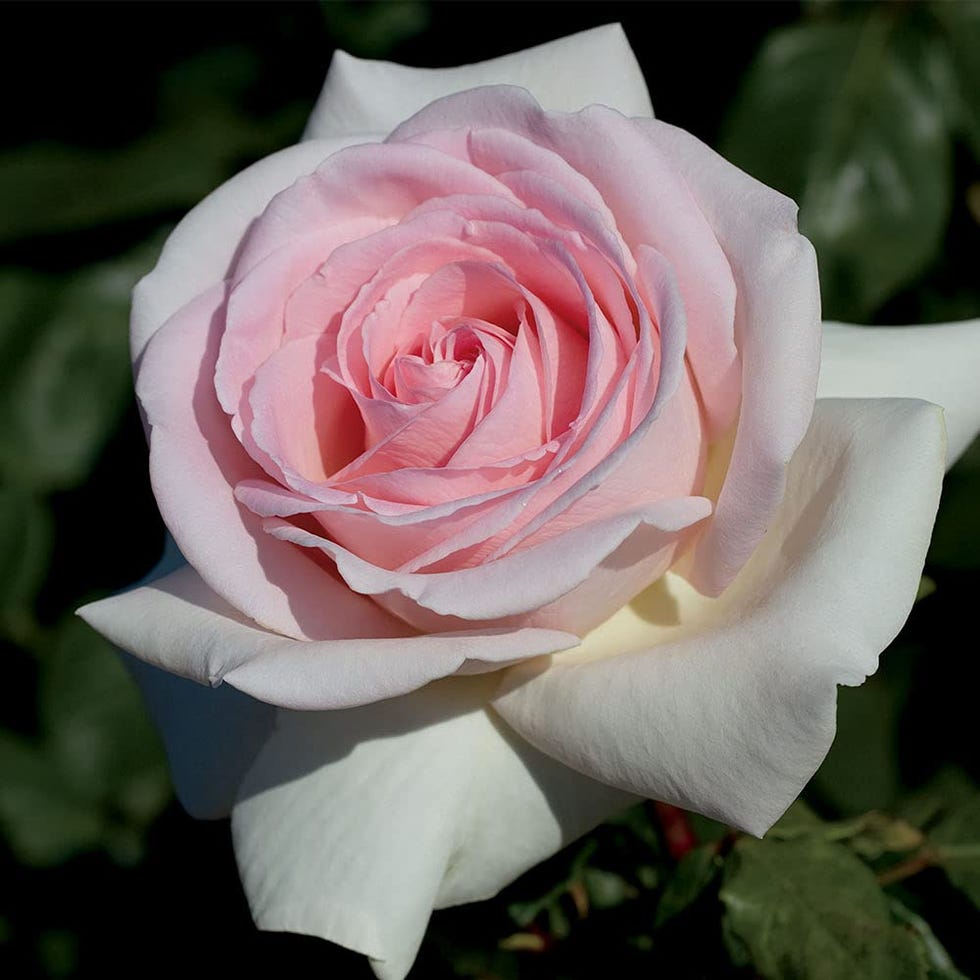 How to Grow Hybrid Tea Roses and Old-Fashioned Tea Roses