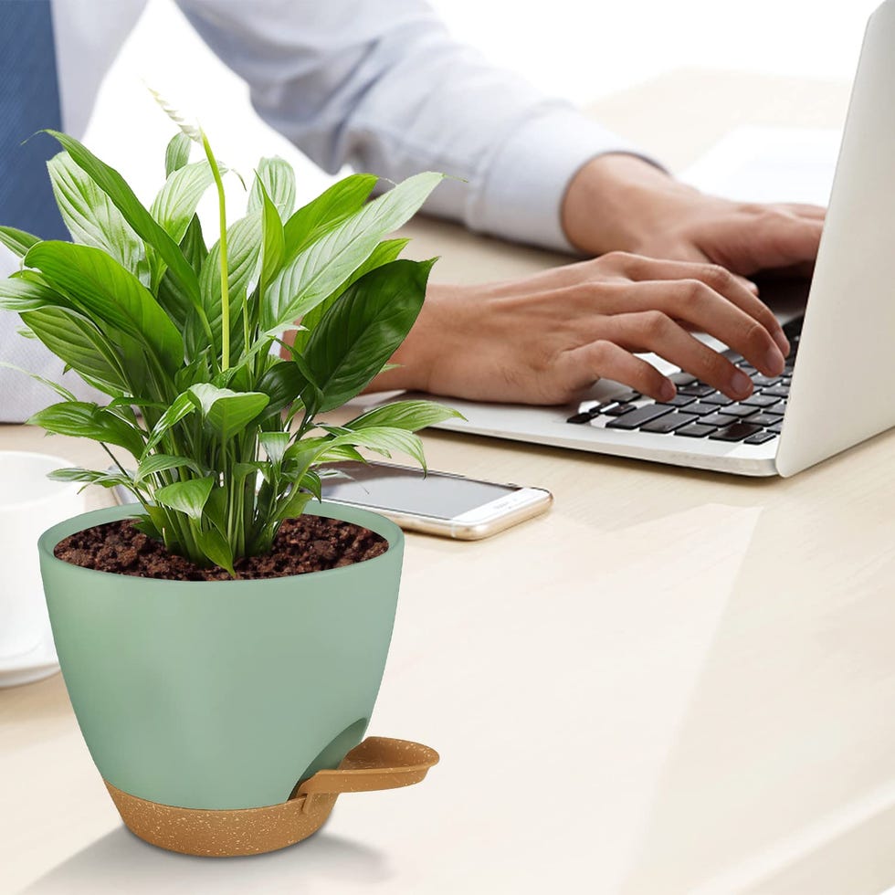 Self-Watering Planters 