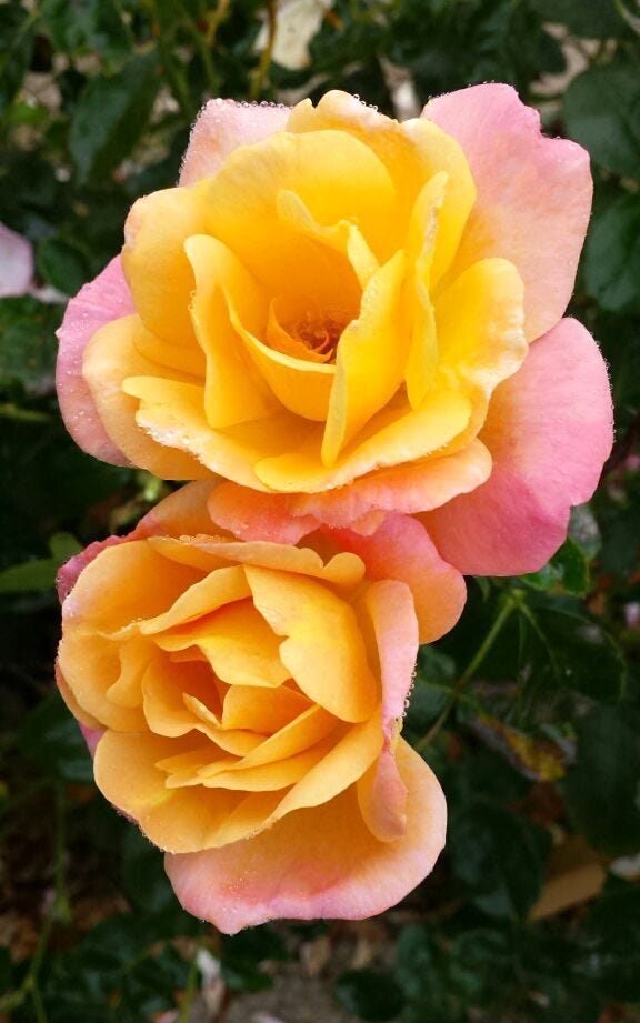 17 Best Roses to Grow in Your Garden