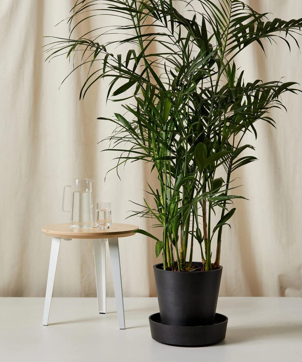 bamboo palm