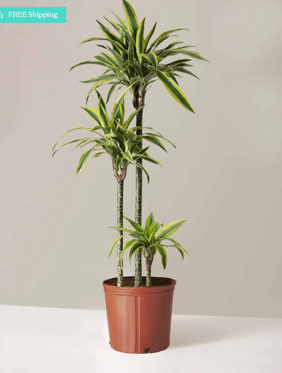 lemon lime dracaena tree