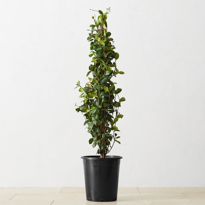 potted star jasmine