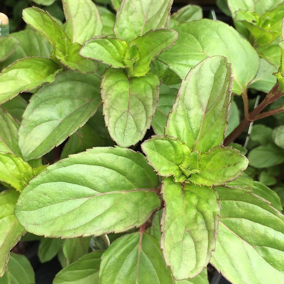 Flies repellent store plants