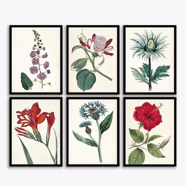 Garden Botanicals - Framed Prints, Set of 6
