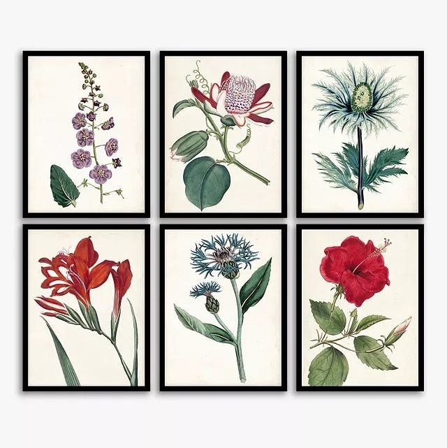 Garden Botanicals - Framed Prints, Set of 6