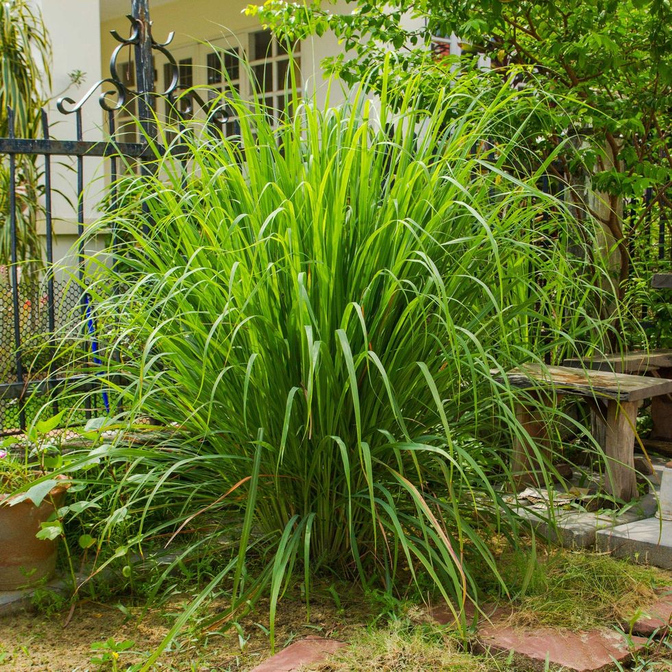 Lemongrass Plants Live Rooted Stalks Include (3) Plants from 6'' Tall Perennial Ornament Garden