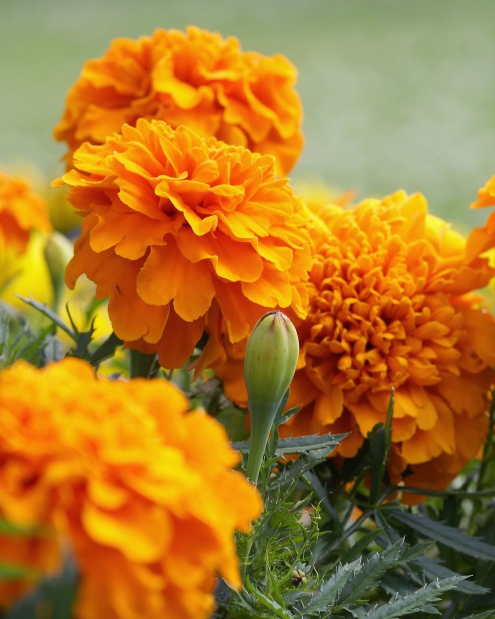 Flower Marigold Giant Orange