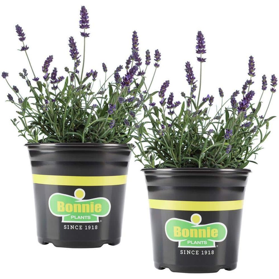 Bonnie Plants 25 oz. Lavender Herb Plant (2-Pack)