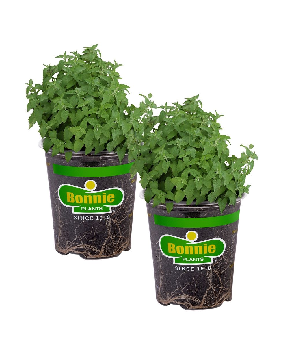 Bonnie Plants 2-Pack Catnip in 19.3-oz Pot | 202009