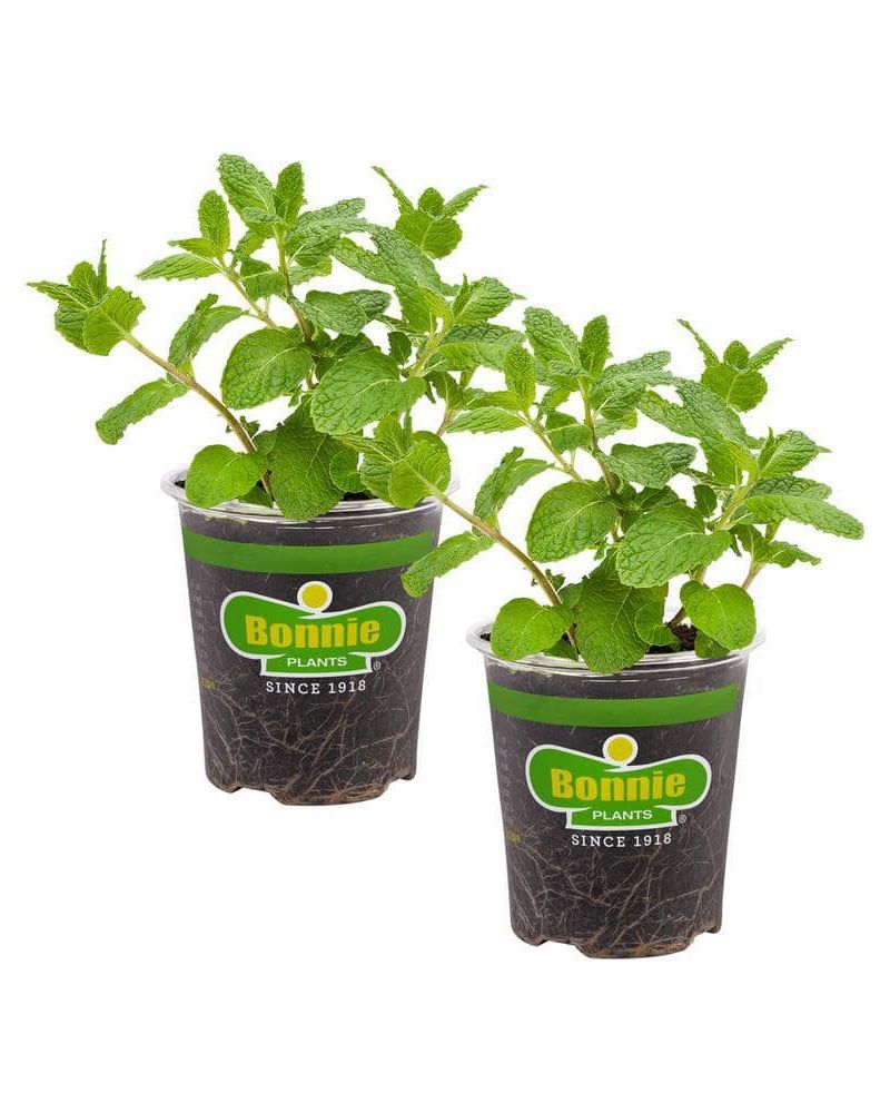 Bonnie Plants 19 oz. Sweet Mint Herb Plant (2-Pack)