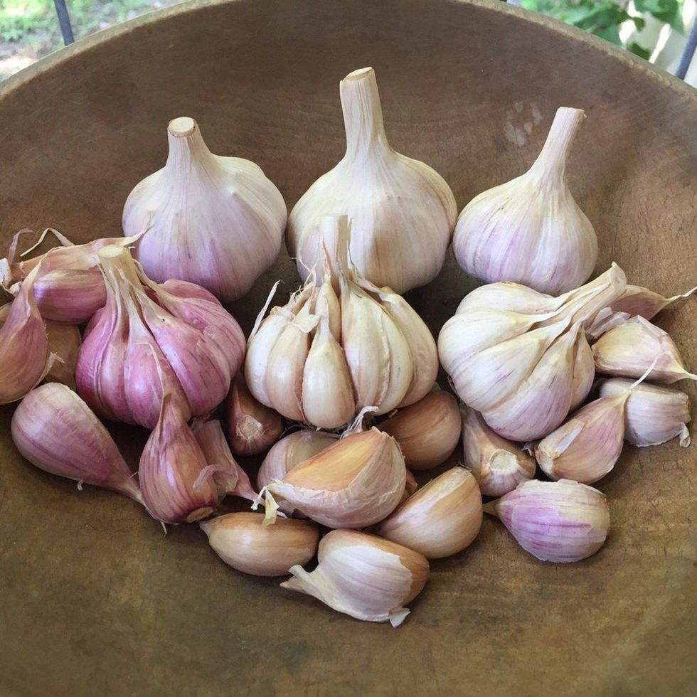 Hardneck Garlic Variety Pack