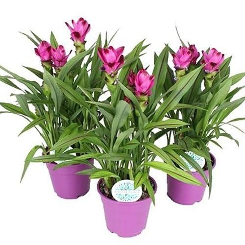 3 Plantas Cúrcuma - Tulipán de Siam