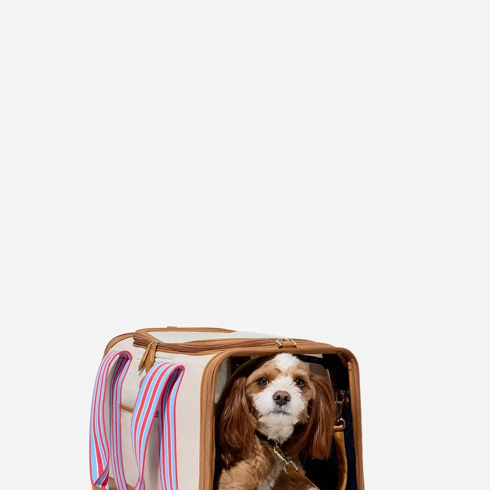 11 Best Designer Dog Carrier Bags & Purses (Brand Reviews 2023)