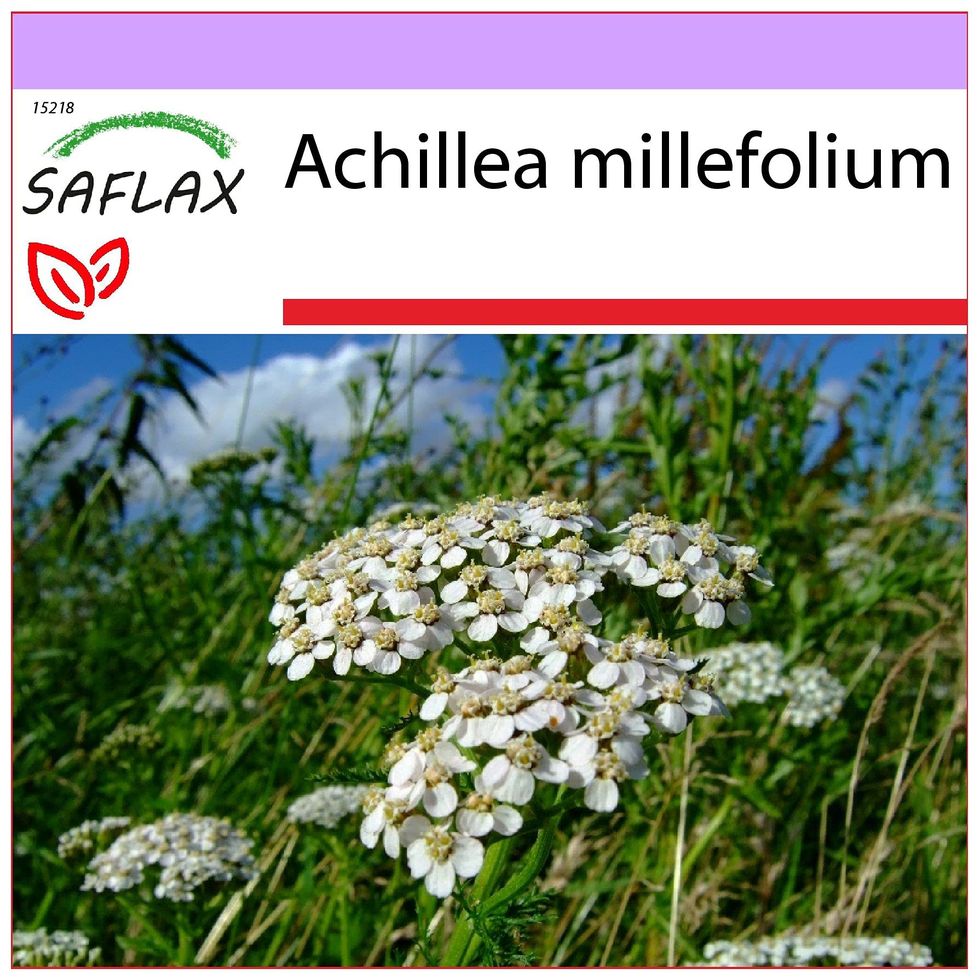 Milenrama semillas (Achillea millefolium)