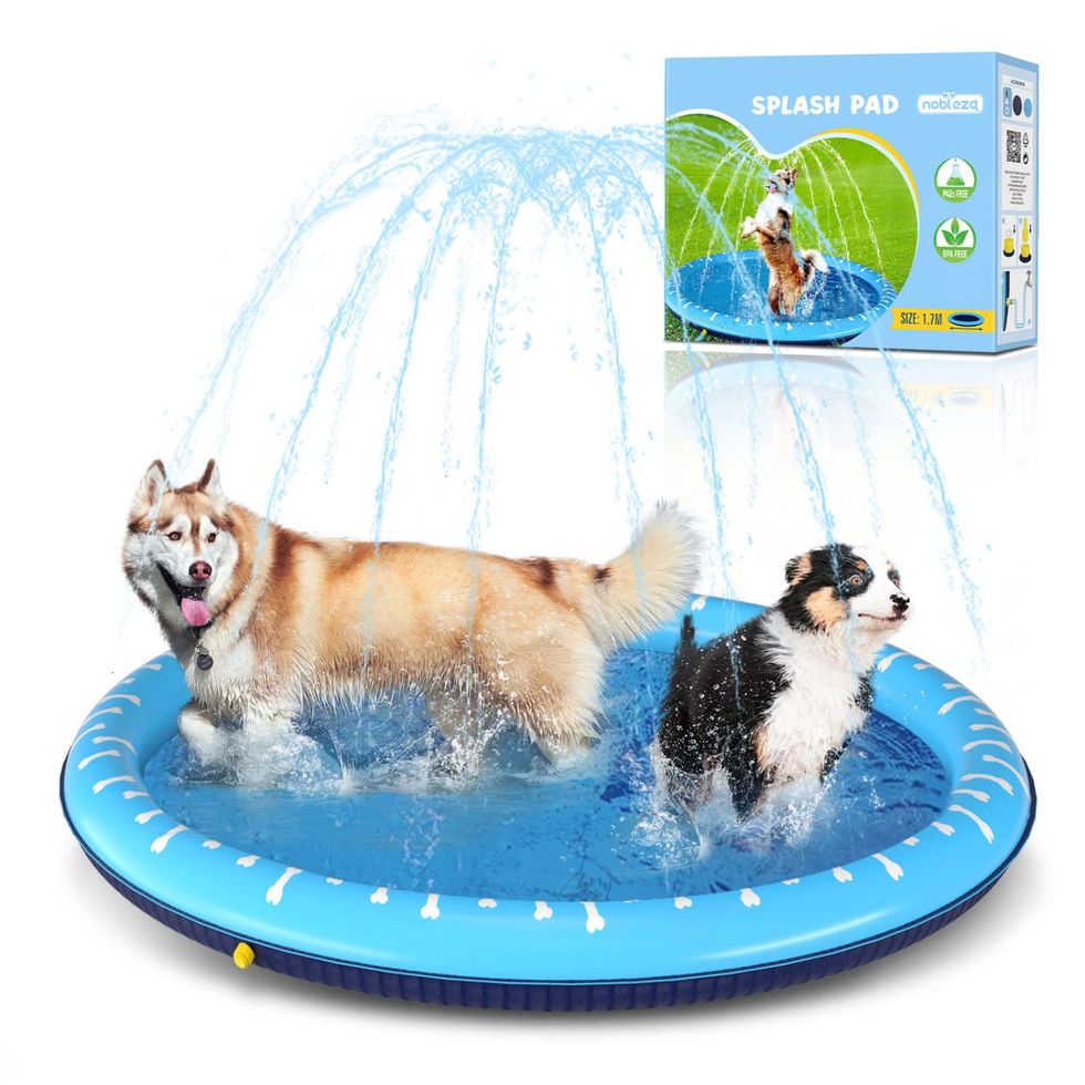Piscina plegable para perros, piscina portátil de PVC para perros, baño  plegable de plástico para perros y niños grandes, medianos y pequeños (M-40  x