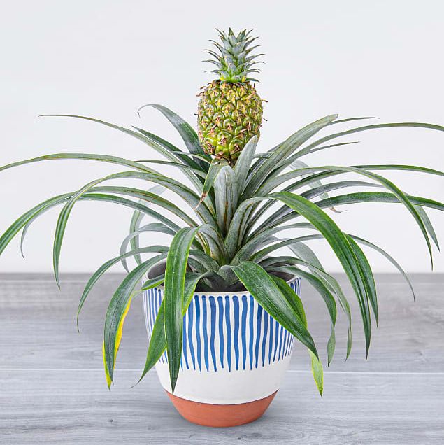 Pineapple Plant 