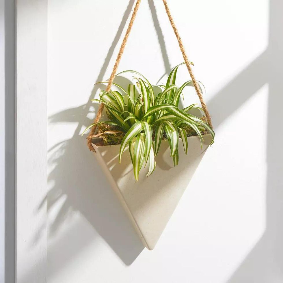 The Eco Hanging Spider Plant
