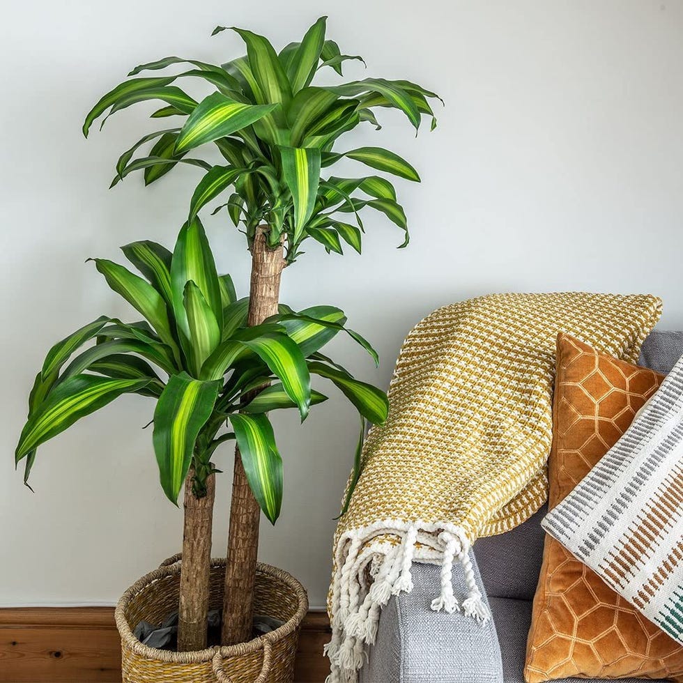 Dracaena