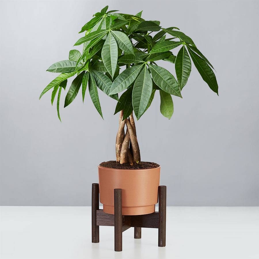 Where can i purchase clearance a money tree