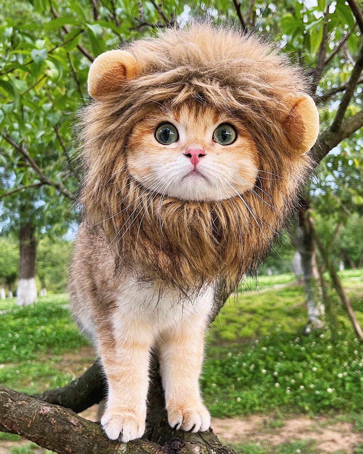 pet cat costume