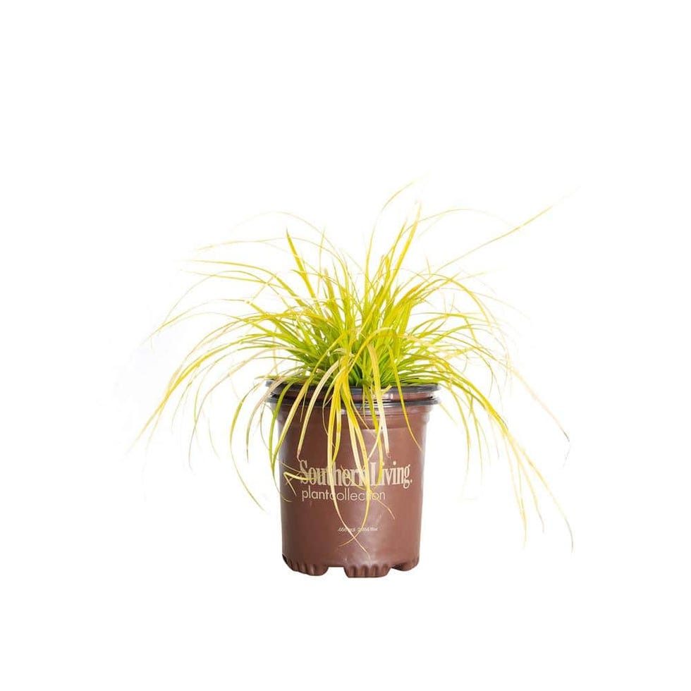 Evergreen Grass - Lime Yellow Foliage