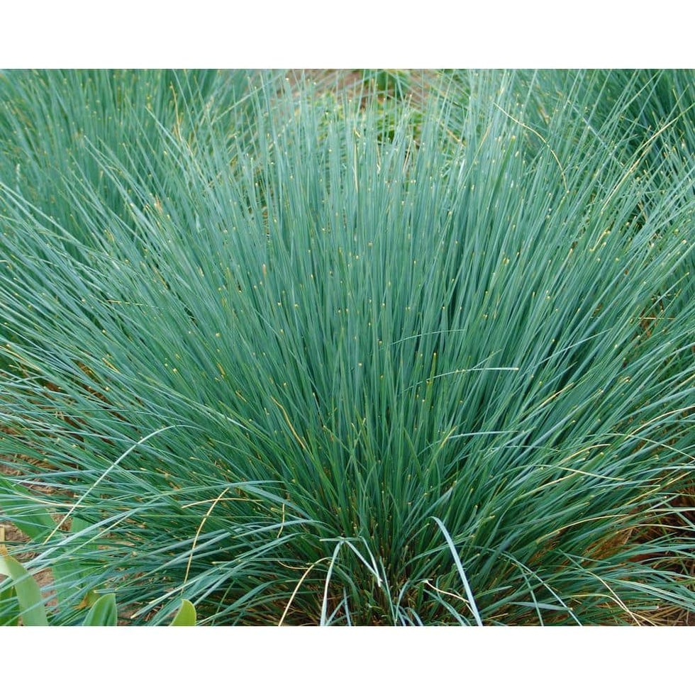 Blue Oat Grass