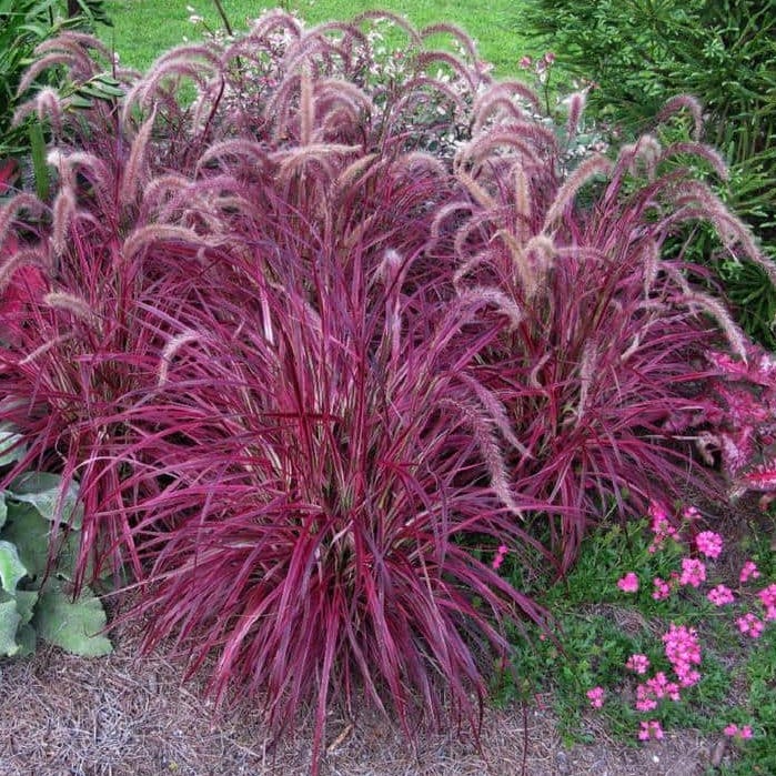 Pennisetum Fireworks Purple Fountain Grass