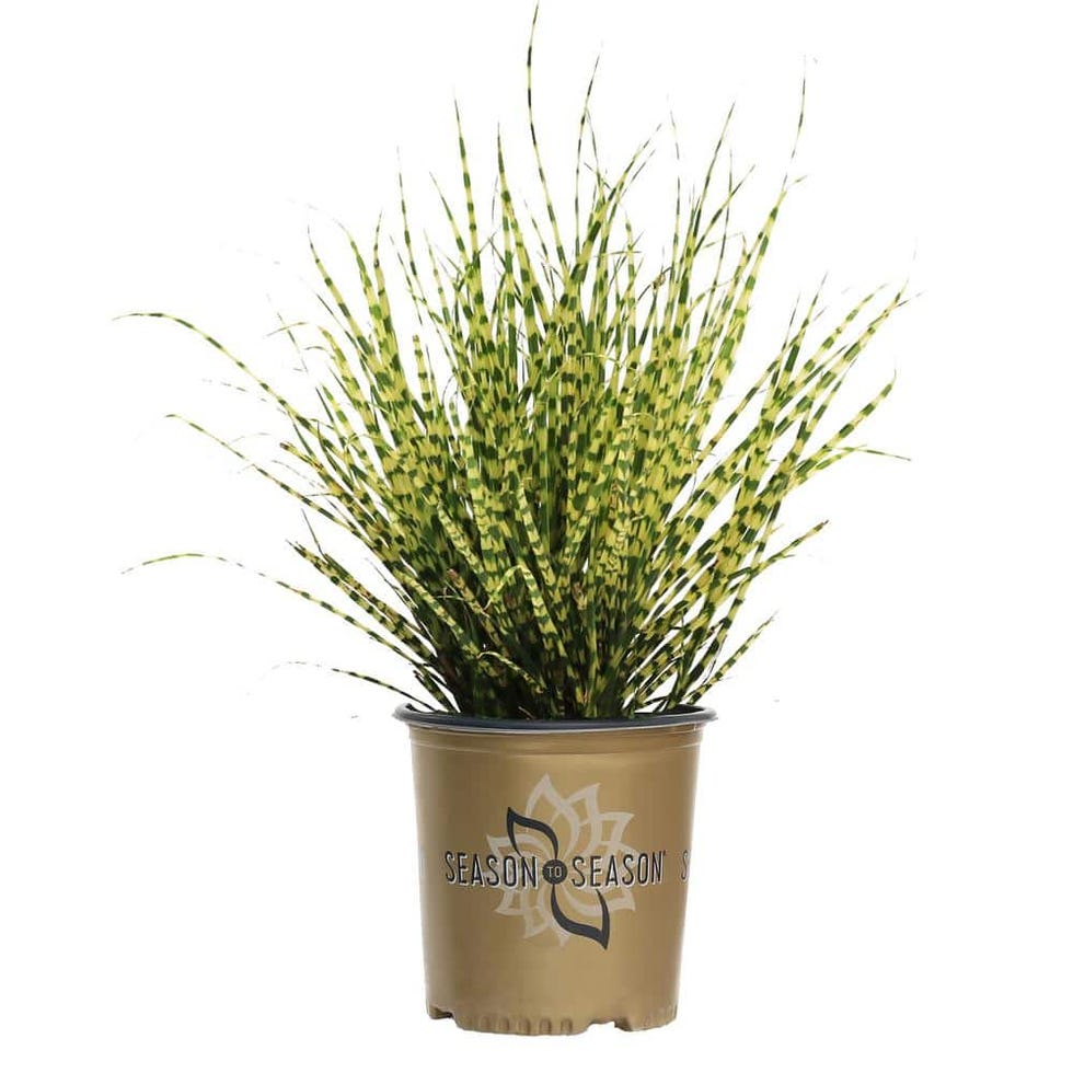 Gold Bar Grass