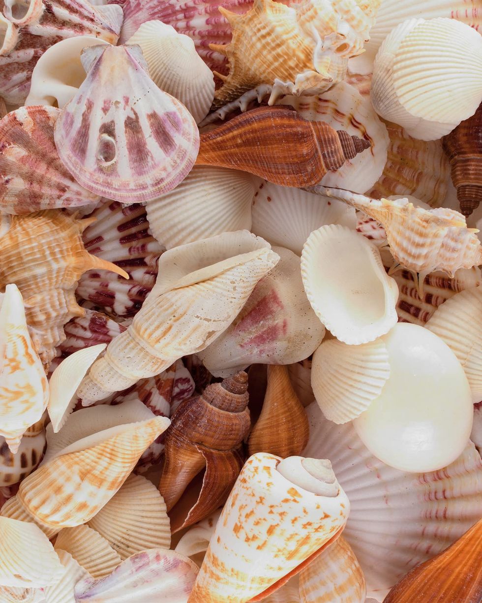 Mixed Seashells