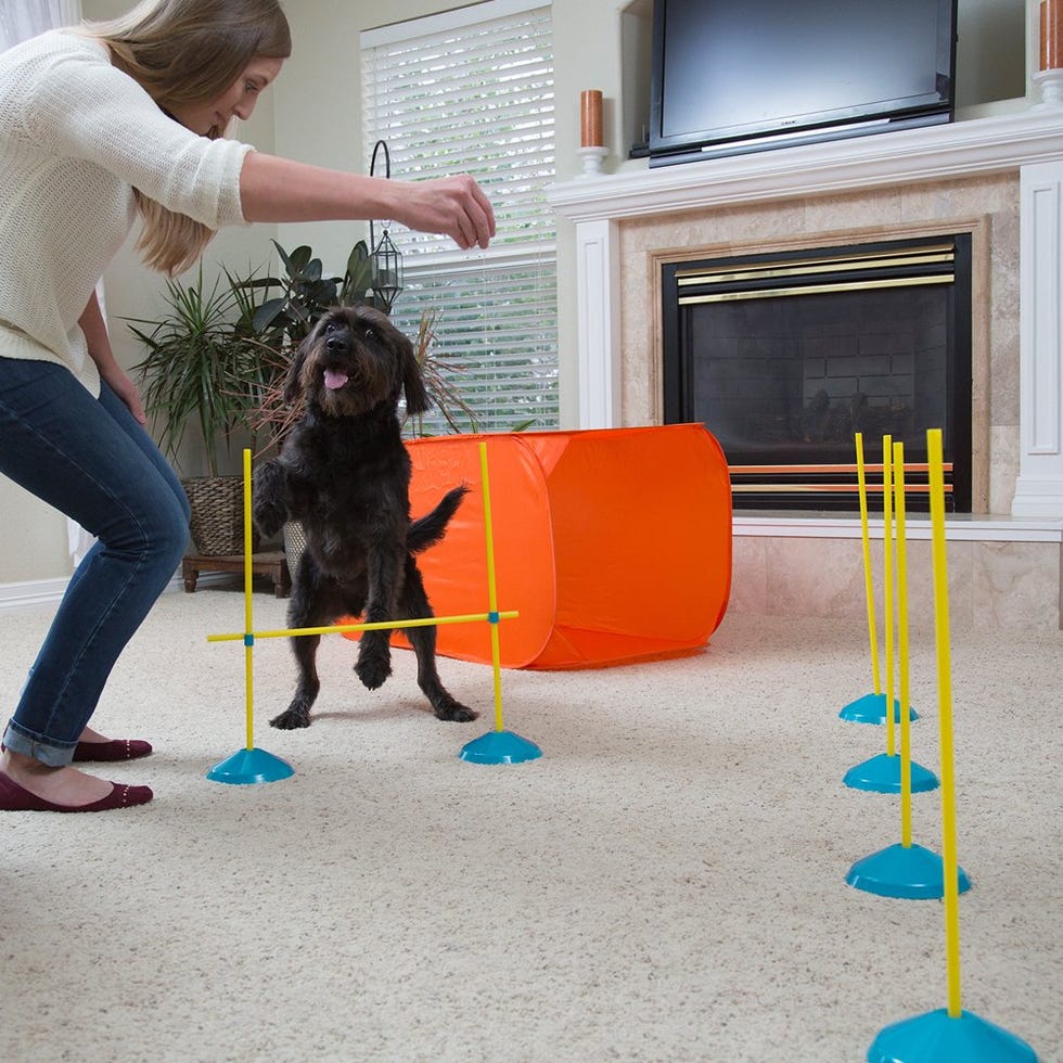  Zip & Zoom Indoor Dog Agility Training Kit 