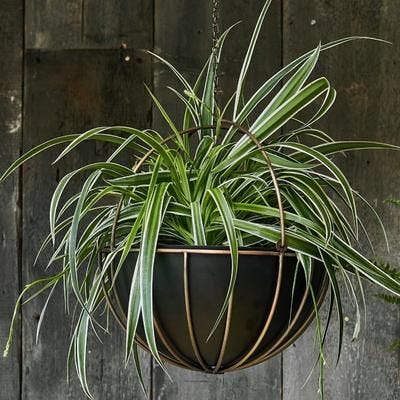 Indoor Kensington Brass Hanging Planter