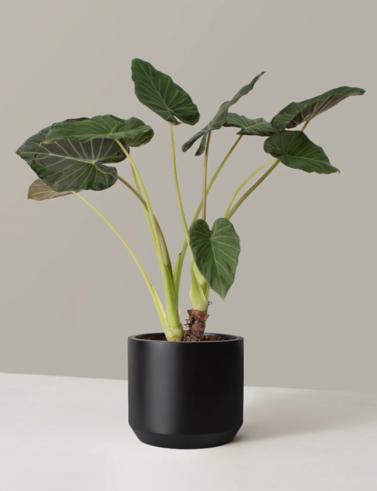 Large Alocasia Regal Shield