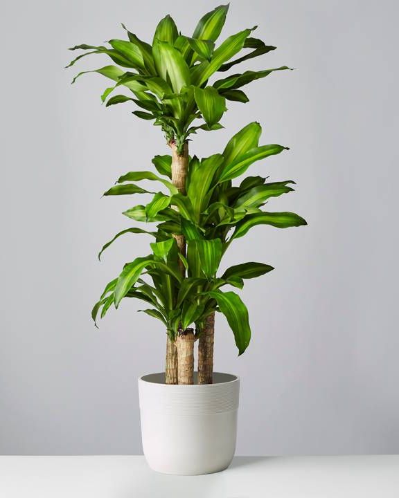 tall indoor tropical plants